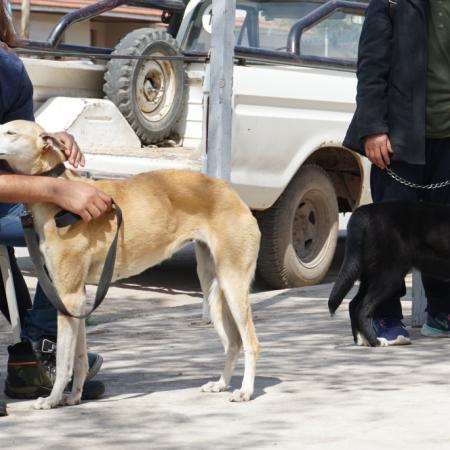Este sábado habrá una nueva jornada gratuita de castración de mascotas