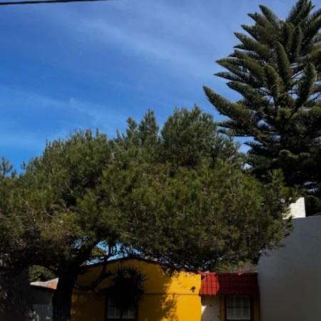 La Justicia rechazó que talen una araucaria en nuestra ciudad, pero obligó a su propietaria a limpiar la casa vecina después de cada tormenta