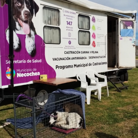Se realizará una nueva jornada de castración masiva de mascotas