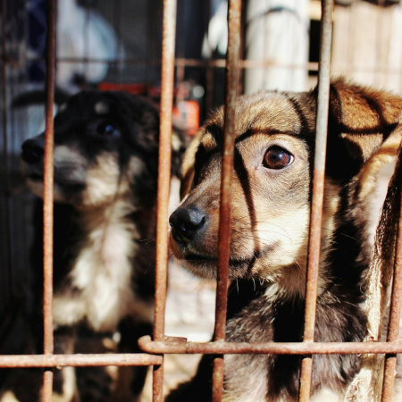 “No hay justicia para los animales”: especialistas impulsan una capacitación sobre maltrato y crueldad