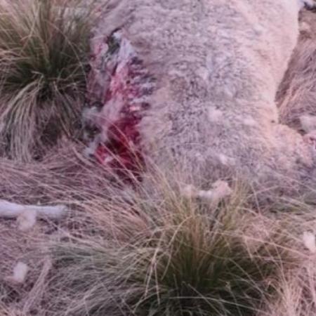 Pumas, mortandad de lanares y una preocupación que crece en los campos de Juan N. Fernández